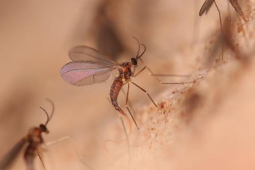 Xylodiplosis aestivalis